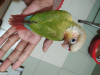 Conure - কনুর